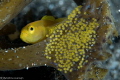   yellow gobi tongue isopod eggs  